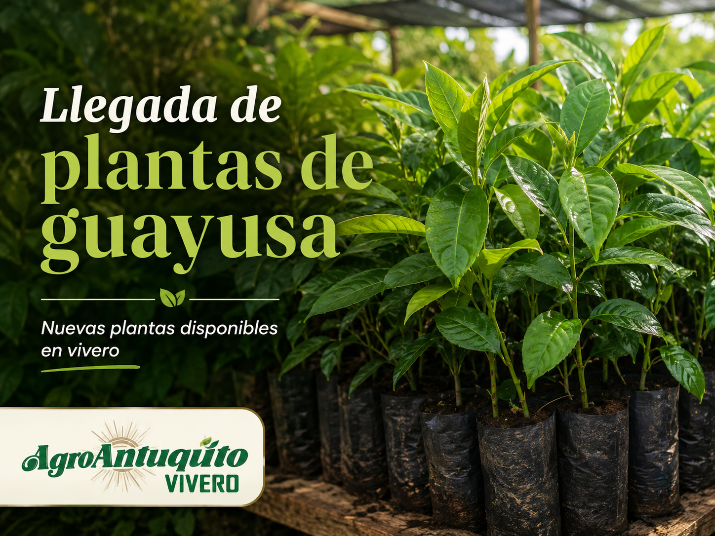 Nueva llegada de plantas de guayusa